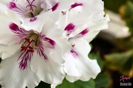 MACRO DEL DÍA: FLORES MACRO DEL DÍA: FLORES