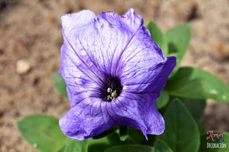 MACRO DEL DÍA: FLORES MACRO DEL DÍA: FLORES