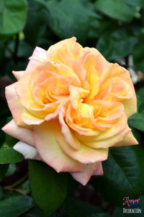 MACRO DEL DÍA: FLORES MACRO DEL DÍA: FLORES