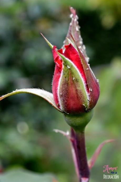 MACRO DEL DÍA: FLORES MACRO DEL DÍA: FLORES
