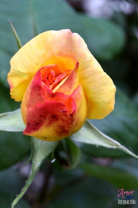 MACRO DEL DÍA: FLORES MACRO DEL DÍA: FLORES