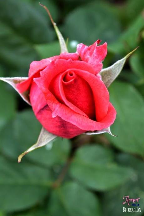 MACRO DEL DÍA: FLORES MACRO DEL DÍA: FLORES