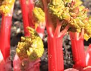Rhubarb Rhubarb