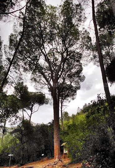 Recorriendo La Murta, senderismo en el corazón de una sierra