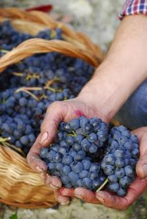 Uvas tintas más utilizadas en las vinos españoles y sus maridajes Uvas tintas más utilizadas en las vinos españoles y sus maridajes