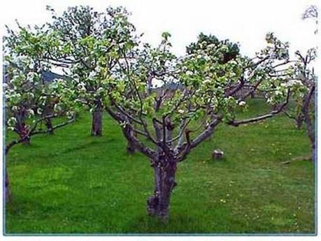 Calafate-03 Calafate-03