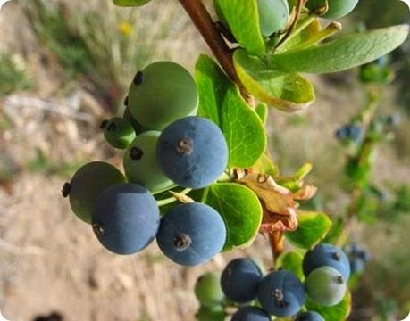 Calafate-05 Calafate-05