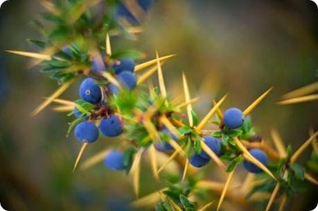 calafate flora patagonia calafate flora patagonia