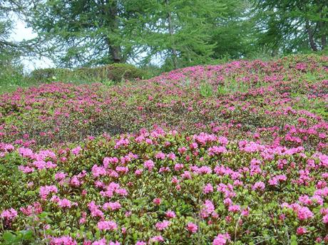 Senderismo en Liguria: excursión a los Montes Toraggio y Pietravecchia. Senderismo en Liguria: excursión a los Montes Toraggio y Pietravecchia.