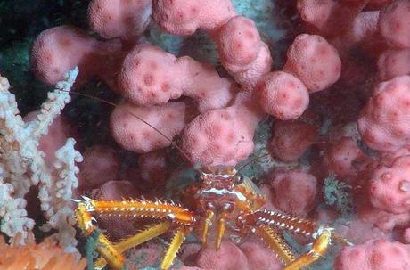 langosta en un coral 'chicle'