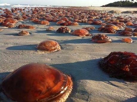 invasión de medusa tomate de mar