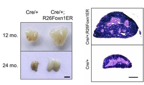 Científicos logran por primera vez regenerar un órgano vivo Timo regenerado