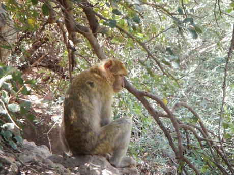 Macaco de berbería o mono del Atlas. Valle Aït Bouguemez (Marruecos) Macaco de berbería o mono del Atlas. Valle Aït Bouguemez (Marruecos)