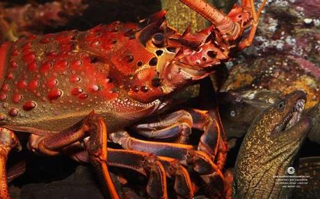 langosta adik-adik y una morena langosta adik-adik y una morena