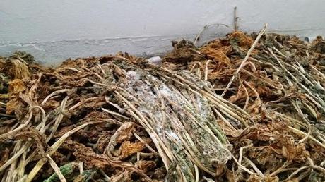 Sopa de hojas de rábano seco, bolas pequeñas de patatas y excrementos de animales Sopa de hojas de rábano seco, bolas pequeñas de patatas y excrementos de animales