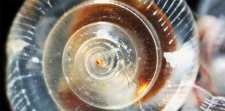 mariposa de mar con la concha disuelta mariposa de mar con la concha disuelta