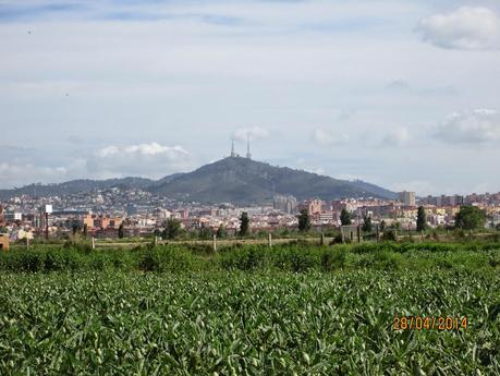 Gavà - Sant Pere Martir (Esplugues) - Gavà 28/04/2014 Gavà - Sant Pere Martir (Esplugues) - Gavà 28/04/2014