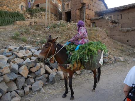 El mulo. Valle Ait Bouguemez (Marruecos)