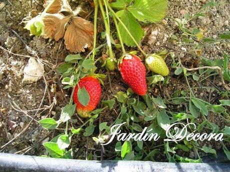 cultivar-fresas-en-el-huerto-cuidados