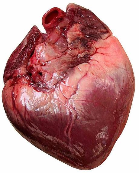 Regeneración Cardíaca con Células Madres