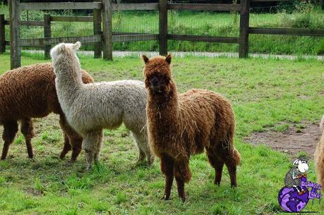 2102.- Lana según su fibra base: alpaca 2102.- Lana según su fibra base: alpaca