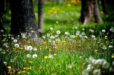 Educar en valores: Cuidar el medio ambiente 3378253845_c91fac9266_z