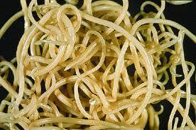 La Desparasitación de Perros y GatosPor Julio QueroLos pe... La Desparasitación de Perros y GatosPor Julio QueroLos pe...