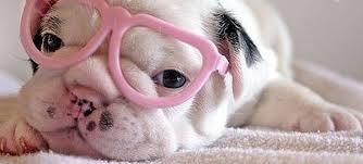 La Desparasitación de Perros y GatosPor Julio QueroLos pe... La Desparasitación de Perros y GatosPor Julio QueroLos pe...