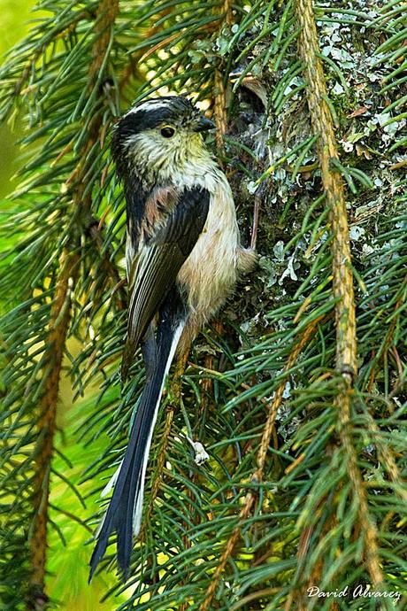 Marzo añerarzo, abril hueveril, mayo pajarayo Marzo añerarzo, abril hueveril, mayo pajarayo