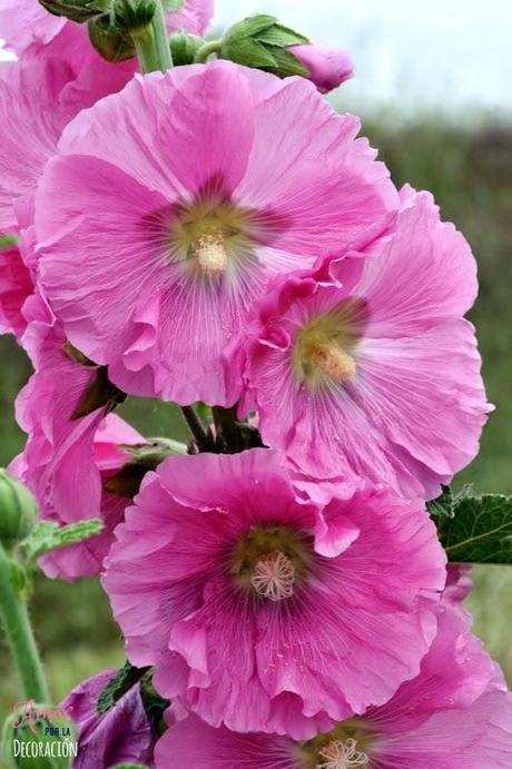 MACRO DEL DÍA: VEGETACIÓN SILVESTRE MACRO DEL DÍA: VEGETACIÓN SILVESTRE