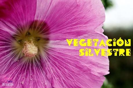 MACRO DEL DÍA: VEGETACIÓN SILVESTRE MACRO DEL DÍA: VEGETACIÓN SILVESTRE