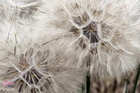 MACRO DEL DÍA: VEGETACIÓN SILVESTRE MACRO DEL DÍA: VEGETACIÓN SILVESTRE