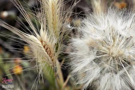 MACRO DEL DÍA: VEGETACIÓN SILVESTRE MACRO DEL DÍA: VEGETACIÓN SILVESTRE