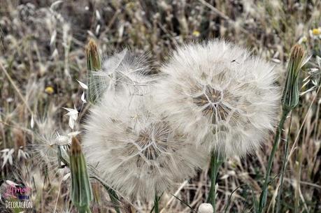 MACRO DEL DÍA: VEGETACIÓN SILVESTRE MACRO DEL DÍA: VEGETACIÓN SILVESTRE