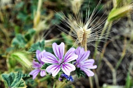 MACRO DEL DÍA: VEGETACIÓN SILVESTRE MACRO DEL DÍA: VEGETACIÓN SILVESTRE