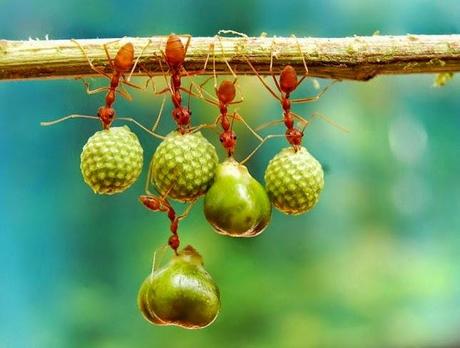 Increíbles fotografías de animales en plena naturaleza. 