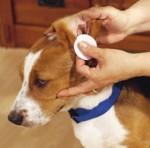 Cómo limpiar los oídos de un perro de forma natural dog_ear_cleaning