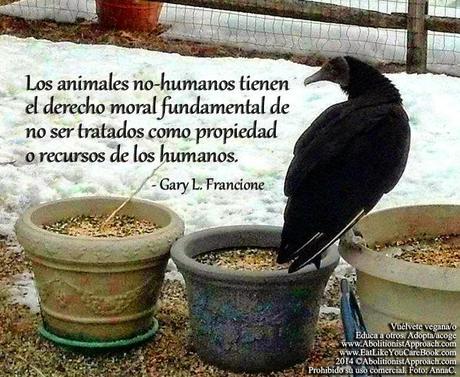 Derechos Animales, en pocas palabras Derechos Animales, en pocas palabras