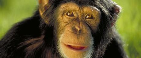 Chimpancés y seres humanos comparten rasgos de personalidad chimpancé