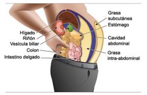 Grasa abdominal