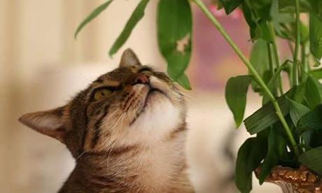 Algunas plantas peligrosas para mascotas gatos-plantas