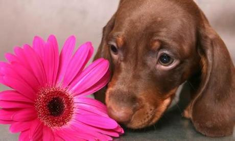 Algunas plantas peligrosas para mascotas mascotas-plantas1