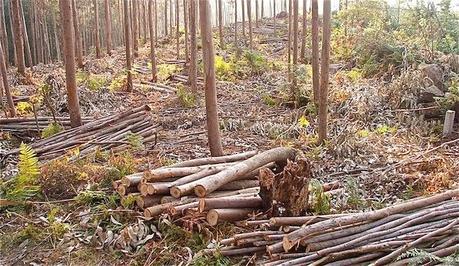 Ayudas en Cantabria para la extración de la biomasa forestal residual