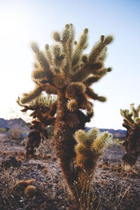 ARIZONA Arizona-Vintage_Top-Plumeti-Levis-Shorts-Outfit-Road_TRip-California-Travels-49
