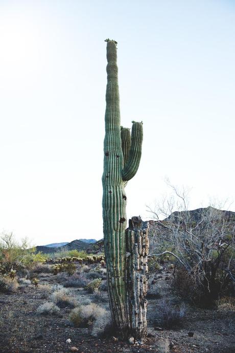ARIZONA Arizona-Vintage_Top-Plumeti-Levis-Shorts-Outfit-Road_TRip-California-Travels-48