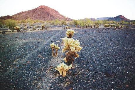 ARIZONA Arizona-Vintage_Top-Plumeti-Levis-Shorts-Outfit-Road_TRip-California-Travels-33