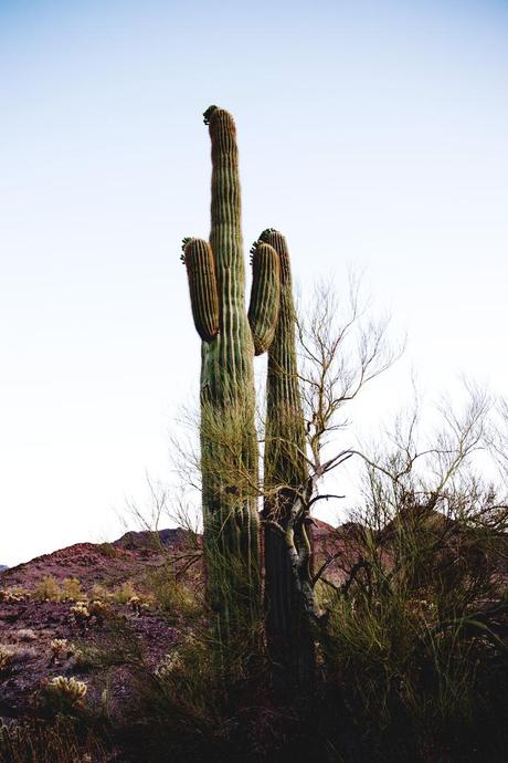 ARIZONA Arizona-Vintage_Top-Plumeti-Levis-Shorts-Outfit-Road_TRip-California-Travels-40
