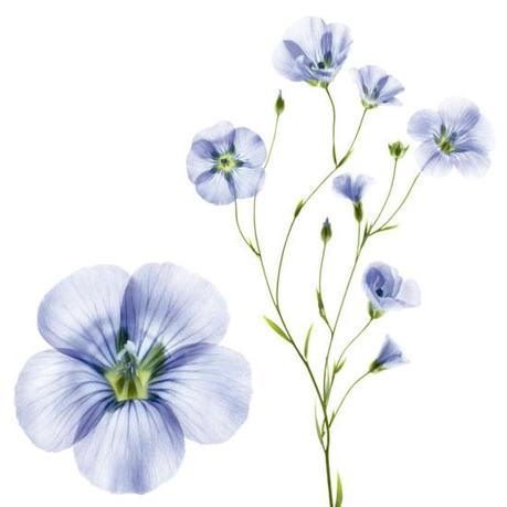 Gama capilar a las fibras de lino de Klorane. ¿Quieres probarla? fibras de lino