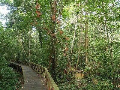 Por el Norte Sarawak: Miri y Cuevas Niah Por el Norte Sarawak: Miri y Cuevas Niah