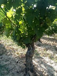 Una y mil veces mas... Una y mil veces mas...